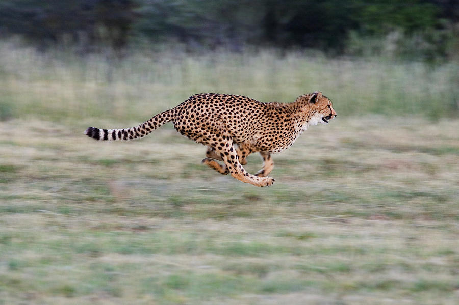 Cheetah Acinonyx Jubatus Running Photograph by Suzi Eszterhas
