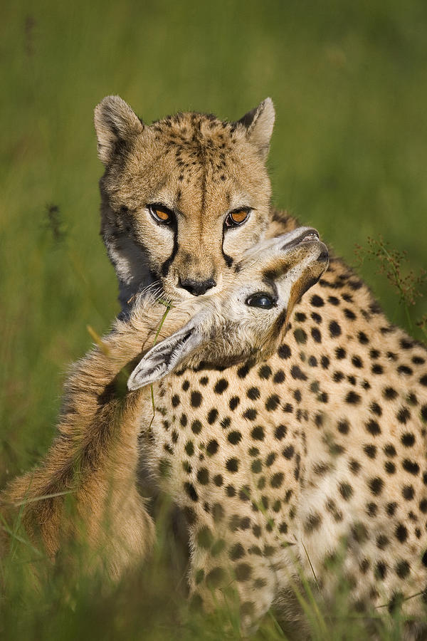 Cheetah Acinonyx Jubatus With Its Kill Photograph by Suzi Eszterhas