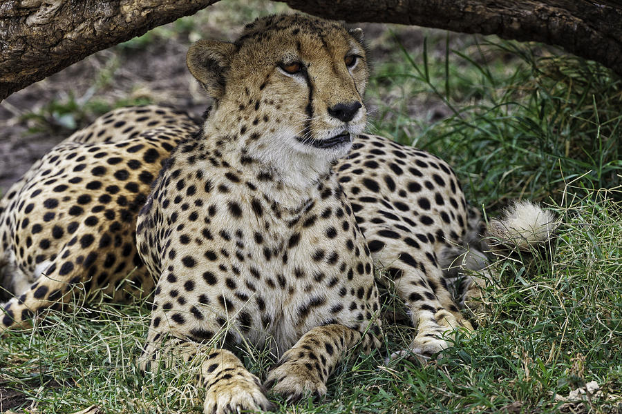 Cheetah Alert Photograph by Perla Copernik