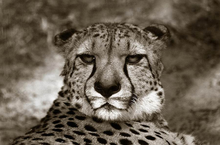 Cheetah Photograph by Amarildo Correa