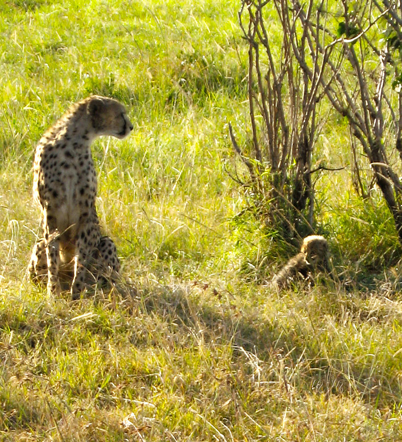 Cheetah and cub Photograph by Marie Morrisroe