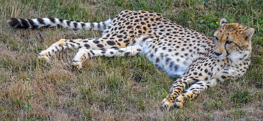 Cheetah Photograph by Brian Stevens