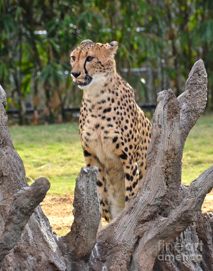 Cheetah Photograph by Carol  Bradley
