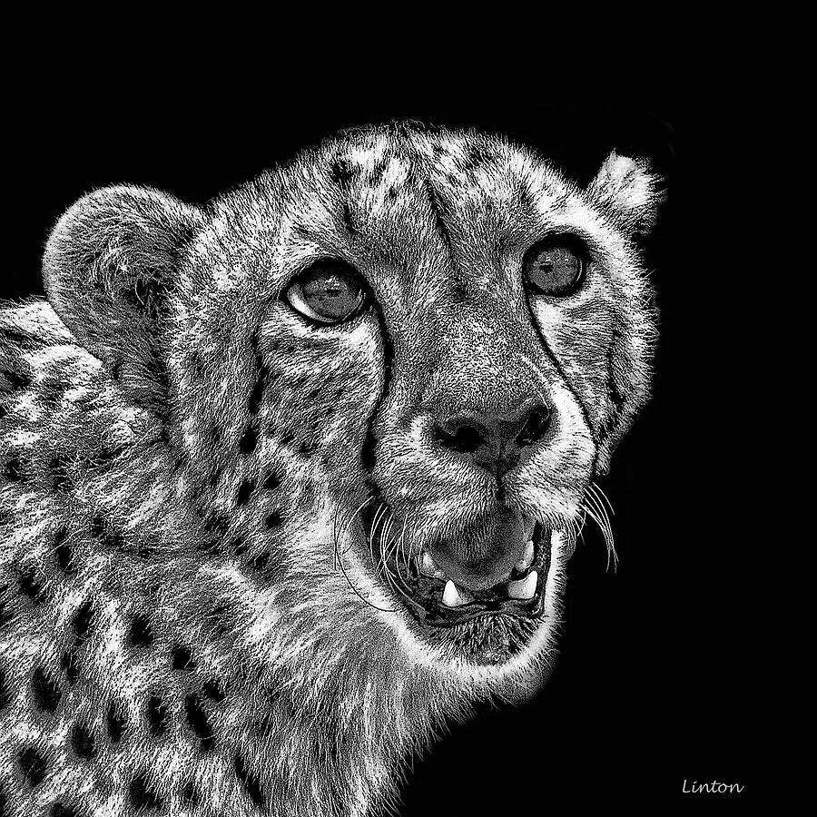 Cheetah Charcoal  Digital Art by Larry Linton