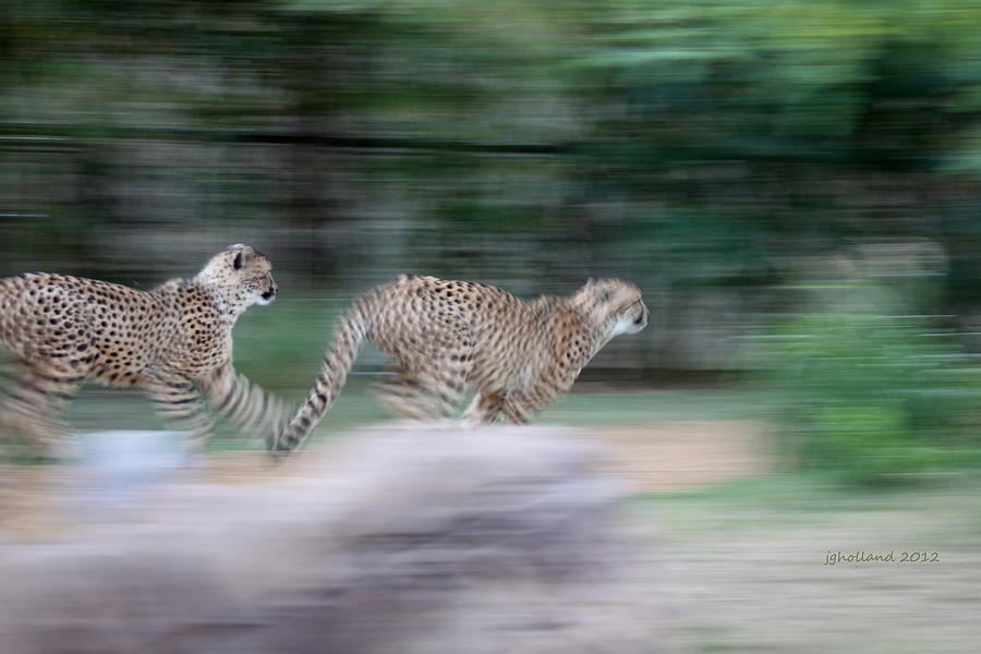 Cheetah Chase Photograph by Joseph G Holland