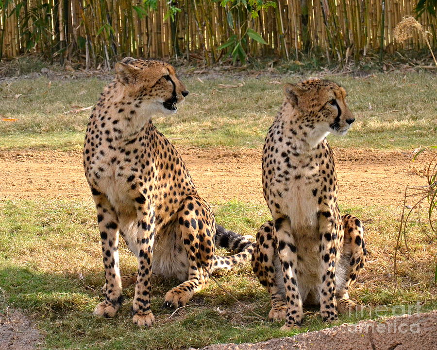 Cheetah Chat 1 Photograph by Carol  Bradley