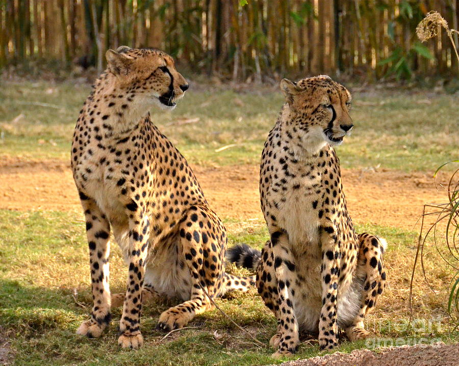 Cheetah Chat 3 Photograph by Carol  Bradley