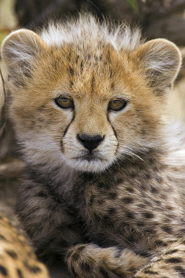 Cheetah Cub Acinonyx Jubatus  Photograph by Suzi Eszterhas