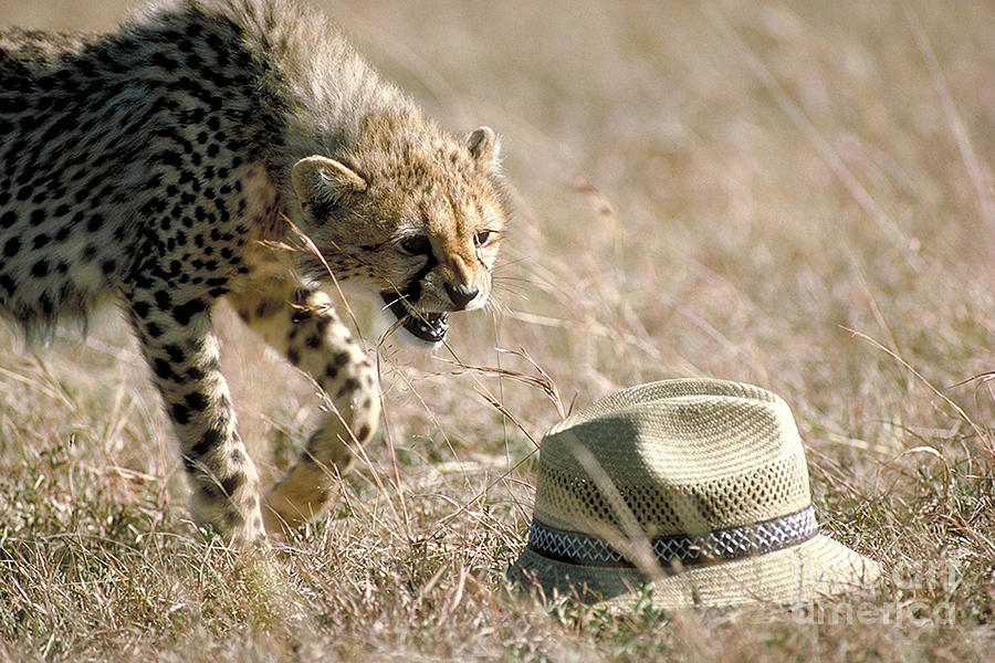 Cheetah Cub Approaches Hat Photograph by Greg Dimijian