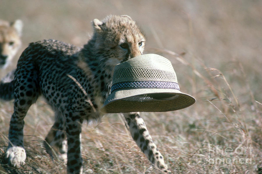 Cheetah Cub Carrying Hat Photograph by Gregory G Dimijian