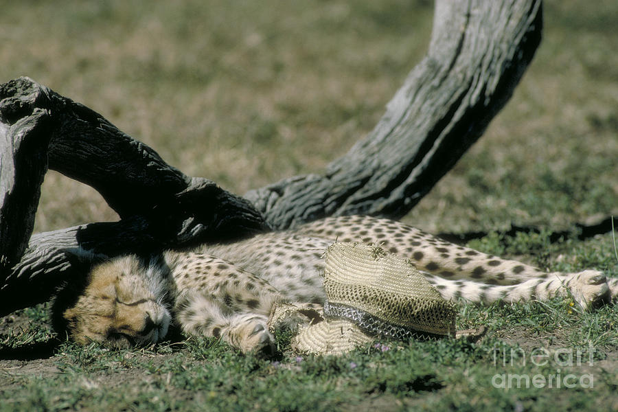 Cheetah Cub Sleeping And Guarding Hat Photograph by Greg Dimijian