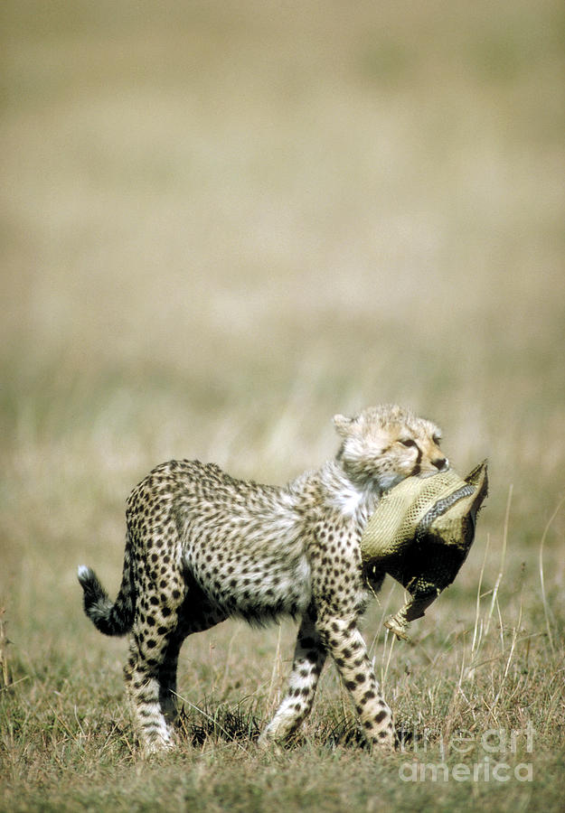 Wildlife Photograph - Cheetah Cub With Hat by Greg Dimijian