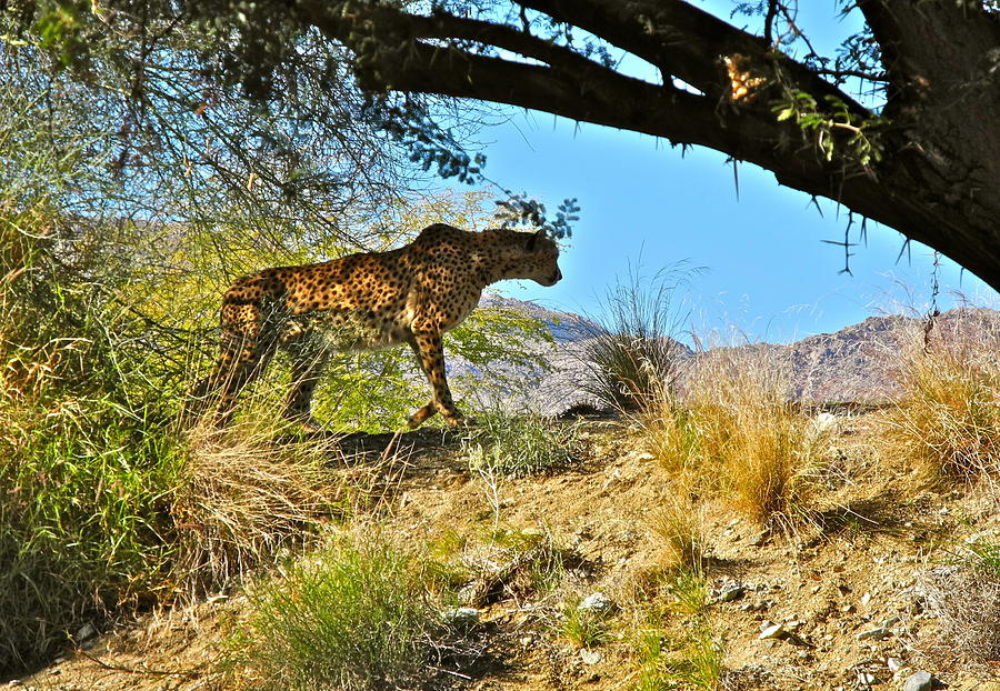 Cheetah Exploring  Photograph by Kirsten Giving