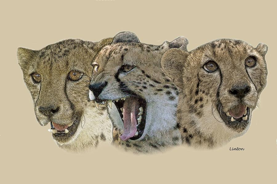 Cheetah Faces 2 Photograph by Larry Linton