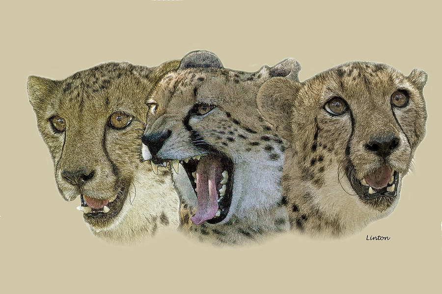 Cheetah Faces Digital Art by Larry Linton