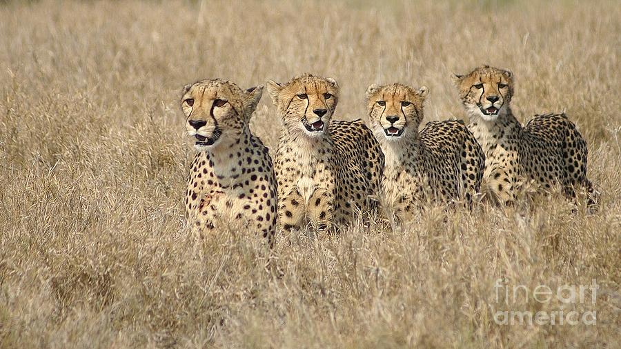 Cheetah family Photograph by Mareko Marciniak