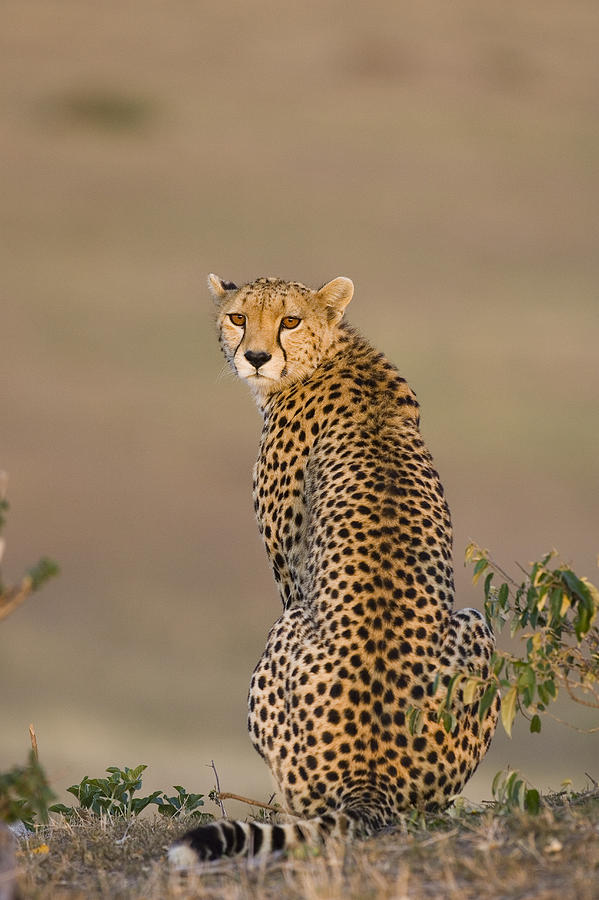 Cheetah Female Maasai Mara Reserve Kenya Photograph by Suzi Eszterhas
