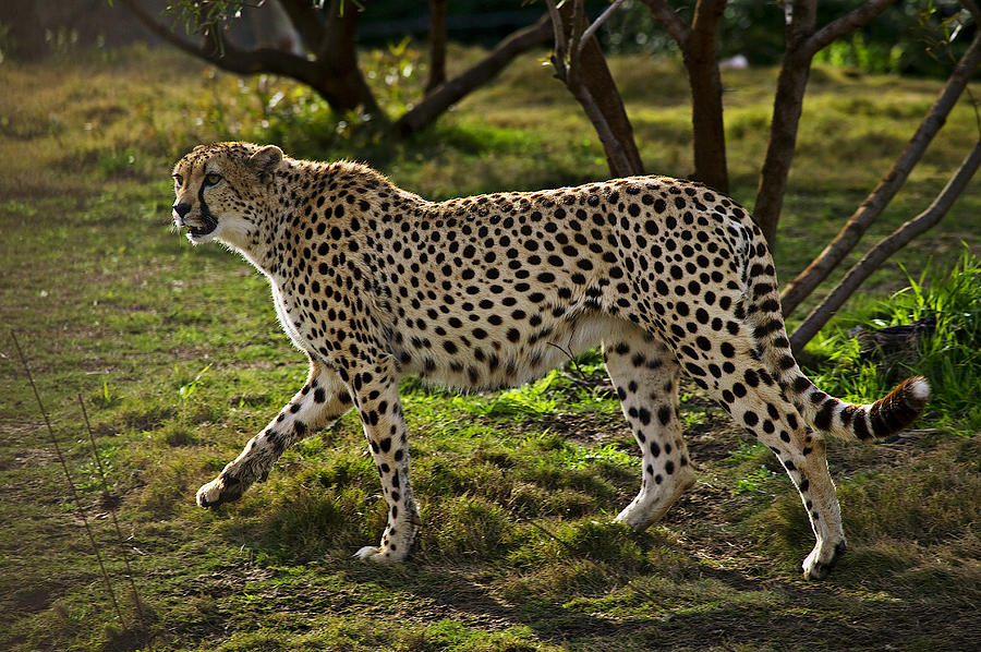 Cheetah  Photograph by Garry Gay