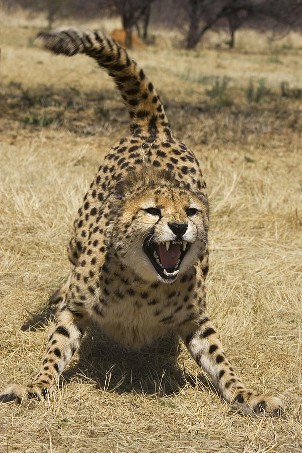 Cheetah Photograph - Cheetah Hissing by Suzi Eszterhas