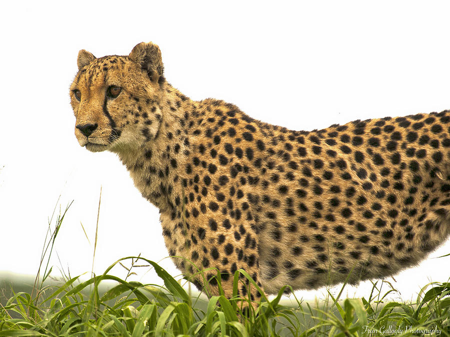 Cheetah Hunting Photograph by Fran Gallogly