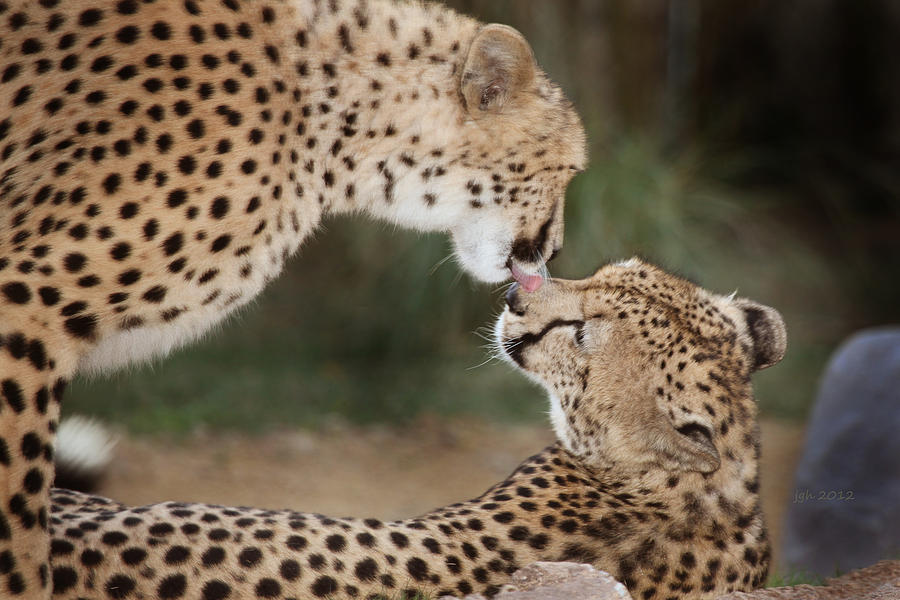 Cheetah Photograph - Cheetah Kiss by Joseph G Holland