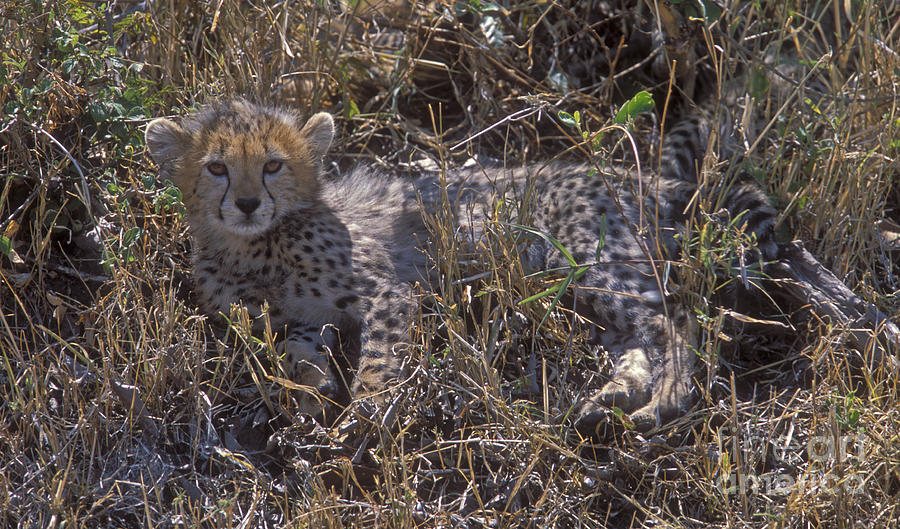 Cheetah Kitten Photograph by Sandra Bronstein - Fine Art America