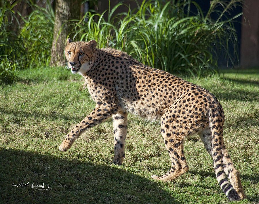 Cheetah Looking Photograph by Keith Lovejoy