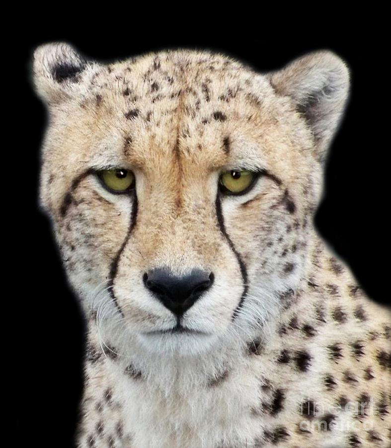 Cheetah Photograph by Lynn Bolt