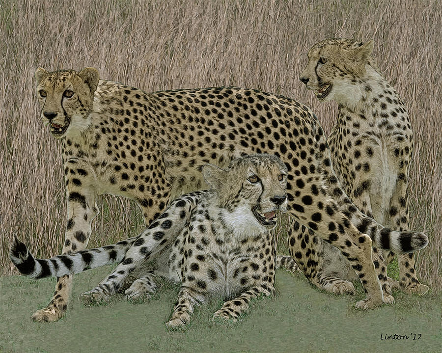 Cheetah Montage 2 Digital Art by Larry Linton