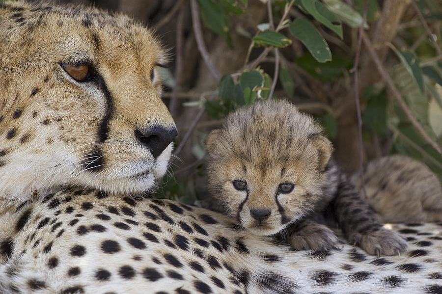 Cheetah Mother And 7 Day Old Cub Maasai Photograph by Suzi Eszterhas
