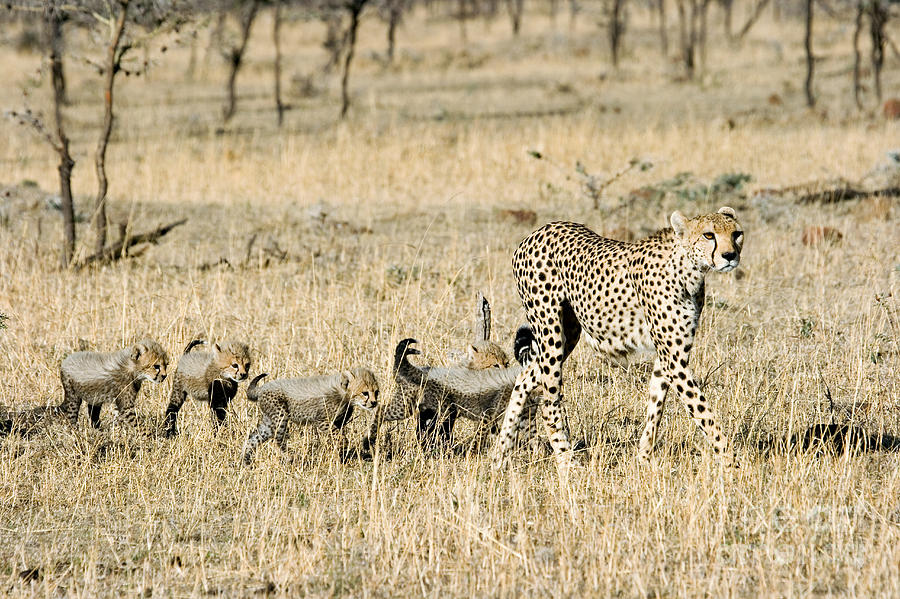 Cheetah Mother And Cubs Photograph by Gregory G Dimijian MD