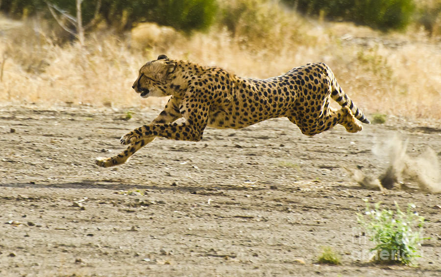 Cheetah On The Run Photograph by Vance Fox - Fine Art America