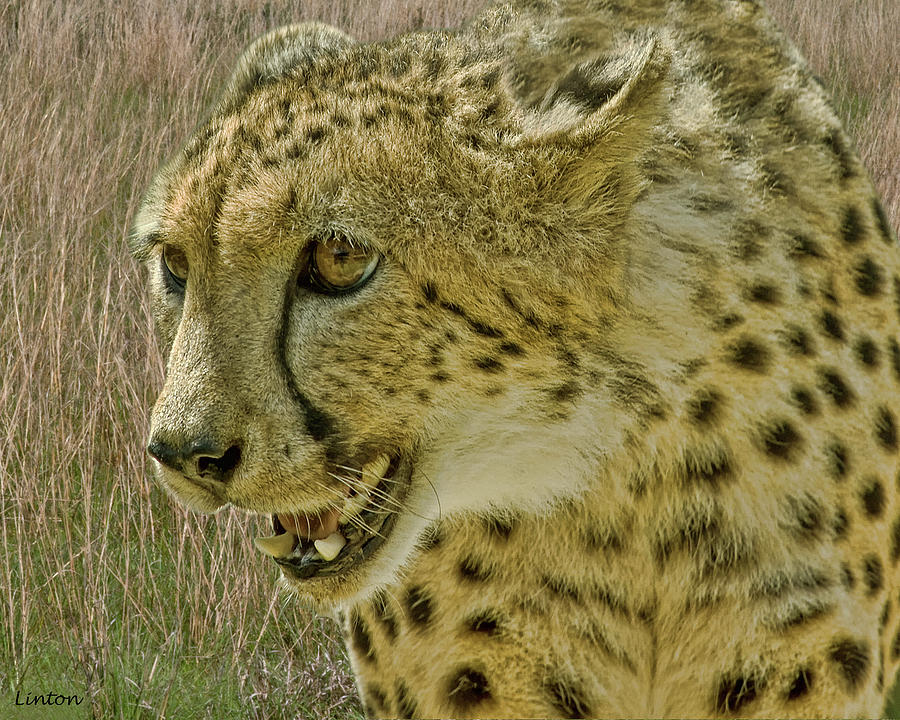 Cheetah Portrait 2 Photograph by Larry Linton