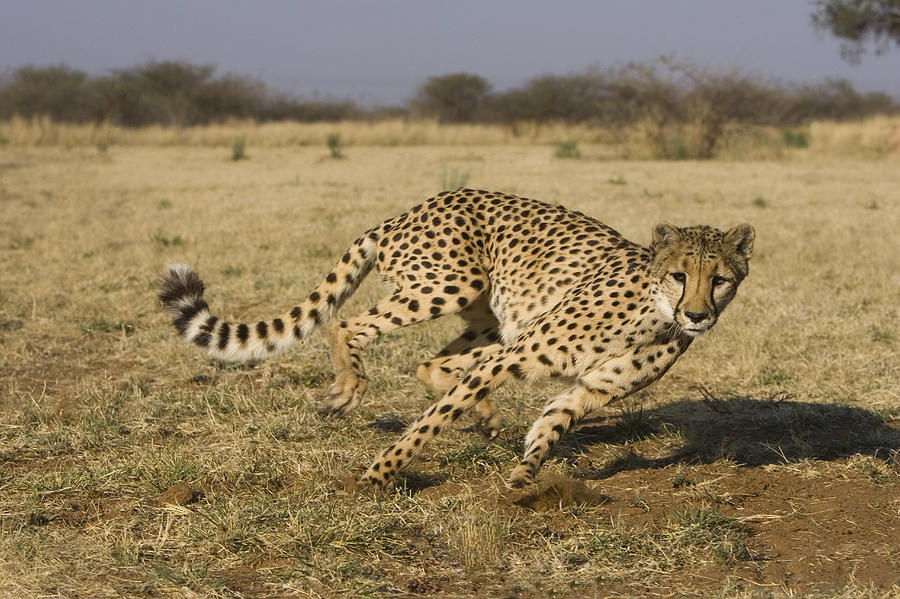 Cheetah Rescued From A Trap Cheetah Photograph by Suzi Eszterhas