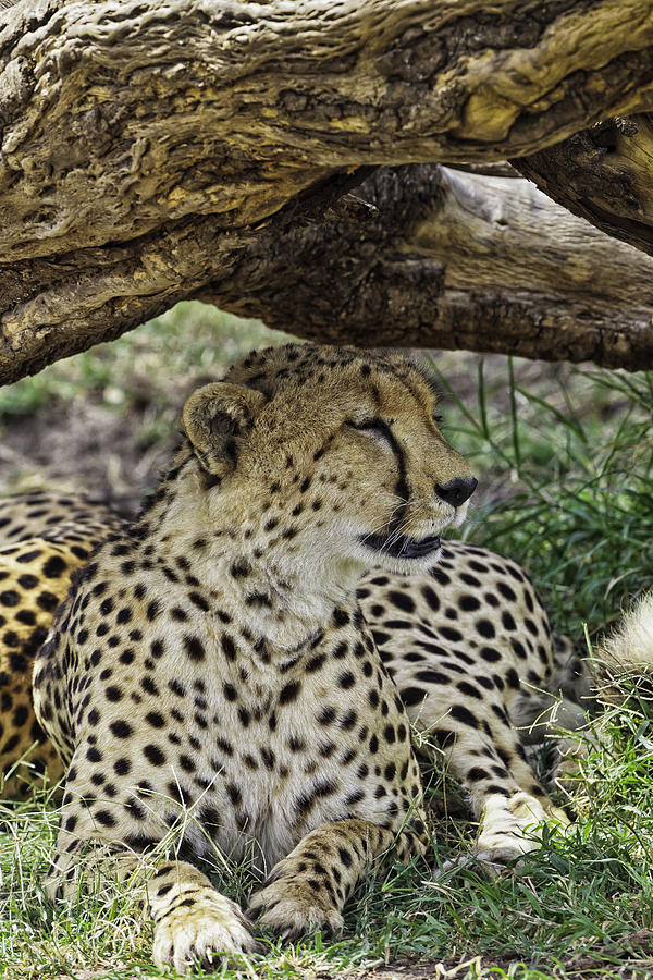 Cheetah Resting Photograph by Perla Copernik