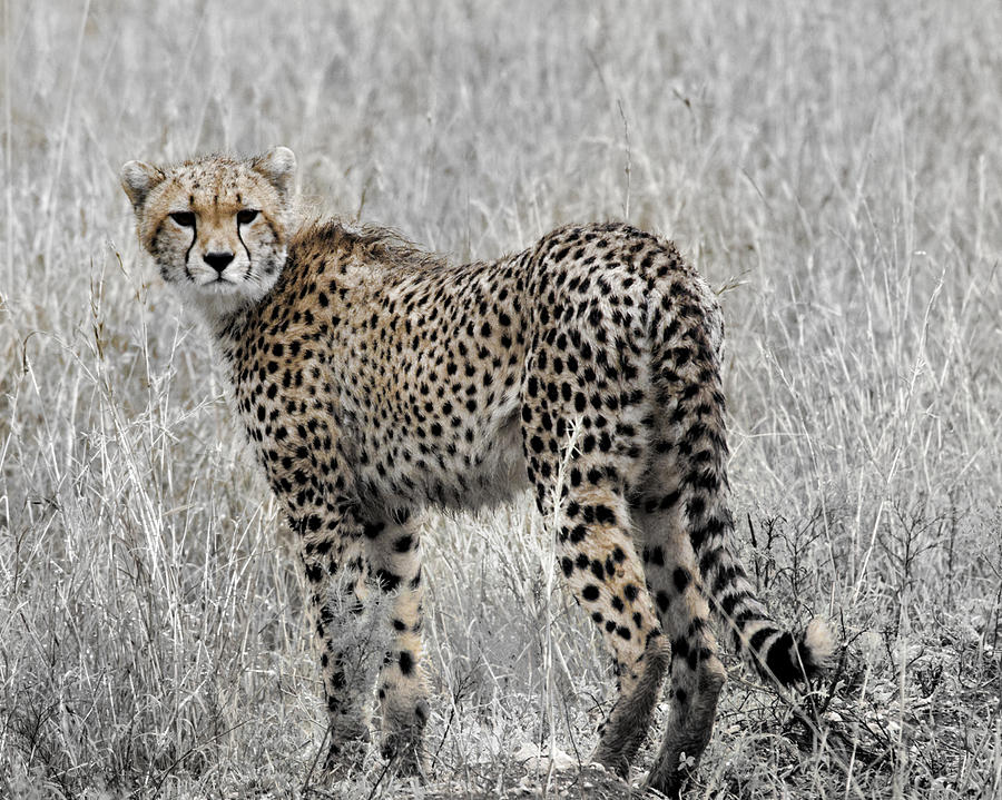 Cheetah Photograph by Roni Chastain