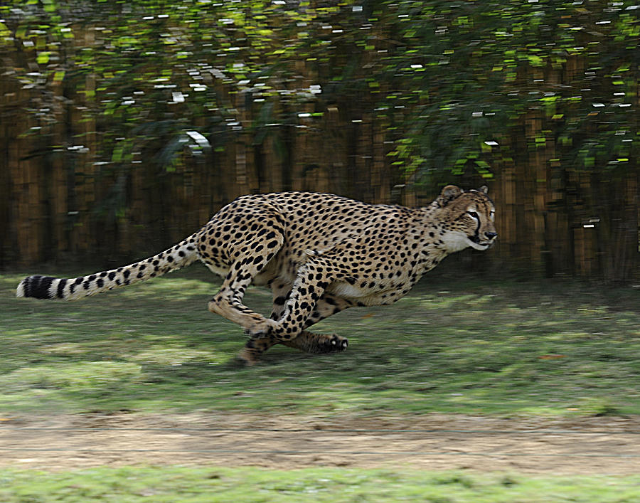 Cheetah Run Photograph by Keith Lovejoy