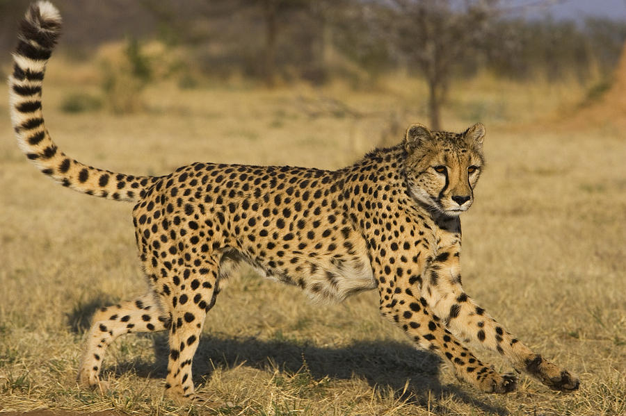 Cheetah Running Cheetah Conservation Photograph by Suzi Eszterhas