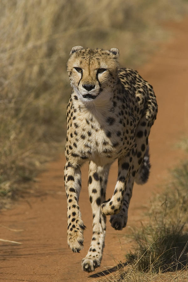 Cheetah Running In Namibia Photograph by Suzi Eszterhas
