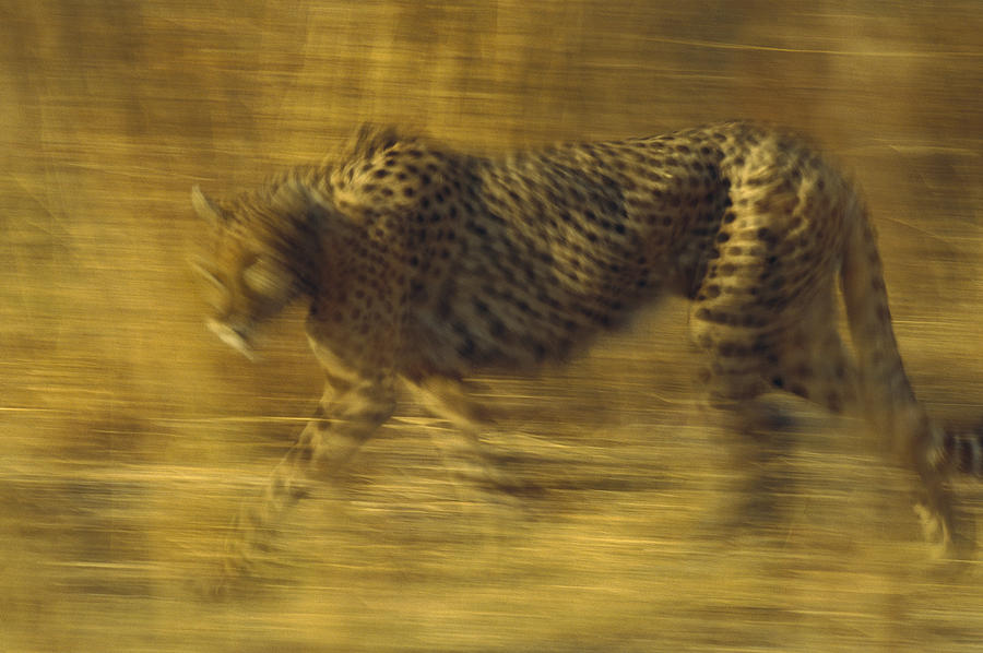 Cheetah Running Through Dry Grass Photograph by Tim Fitzharris