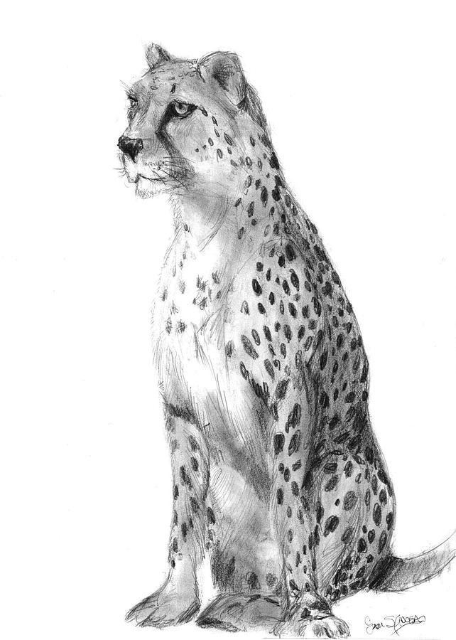 Cheetah sketch – Art By Breah
