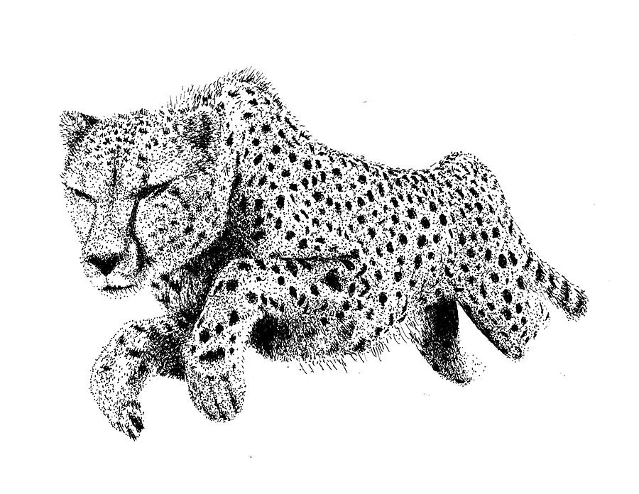 Cheetah by Scott Woyak