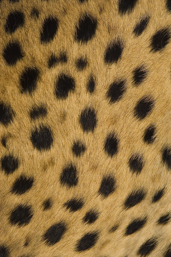 Cheetah Spots Namibia Photograph by Suzi Eszterhas