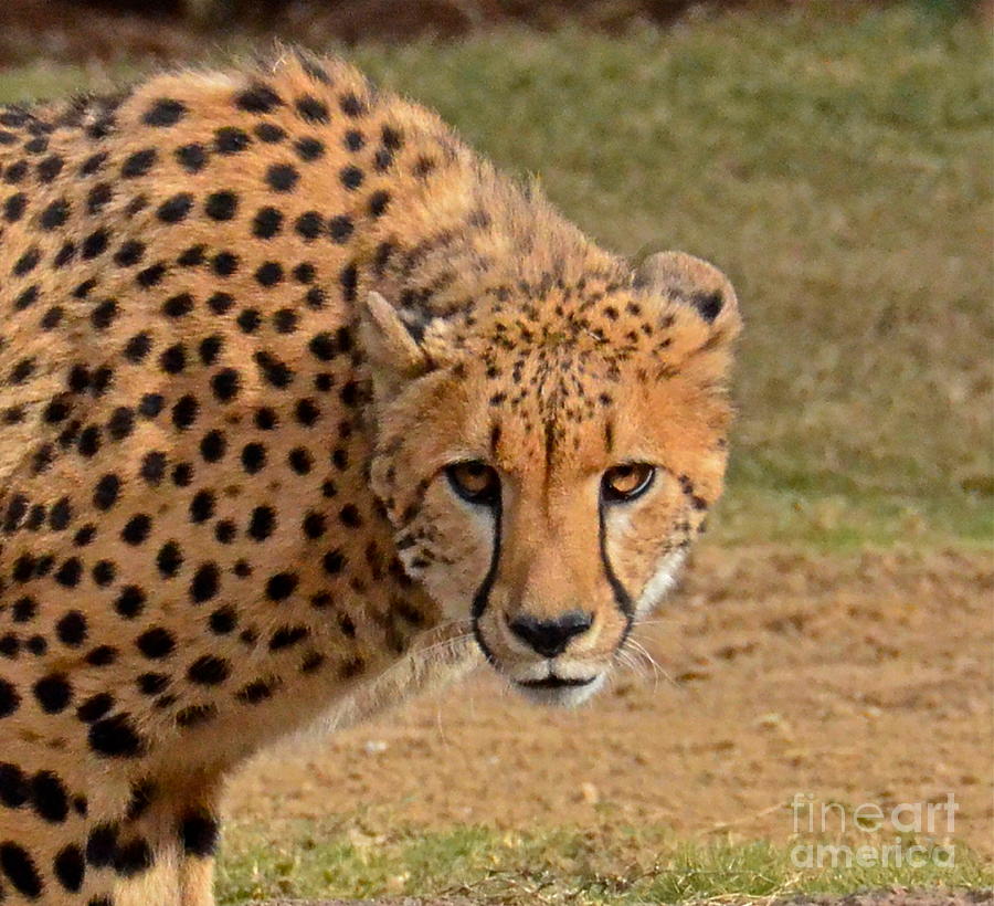 Cheetah Stare Photograph by Carol  Bradley
