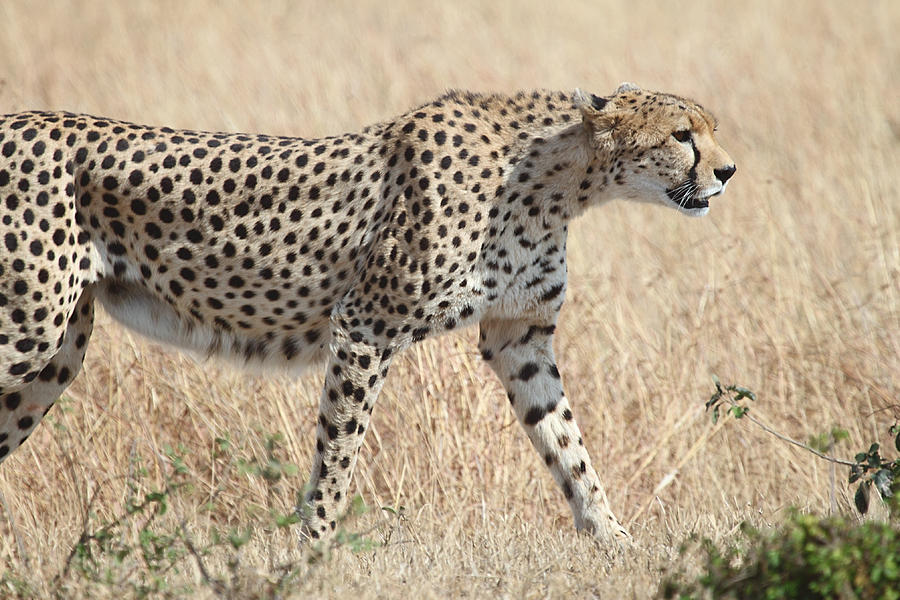 Cheetah Stepping Out Photograph by Carole-Anne Fooks - Fine Art America