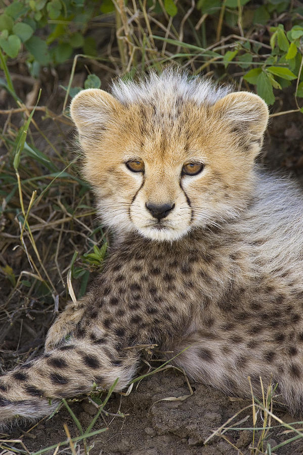 Cheetah Ten Week Old Cub Portrait Photograph by Suzi Eszterhas