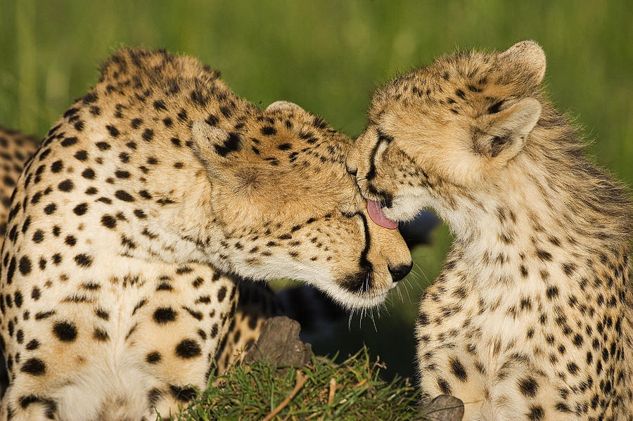 Cheetah Two Cubs Grooming Mother Masai Photograph by Suzi Eszterhas - Pixels