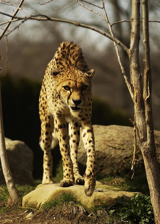 Cheetah Photograph by Wade Aiken