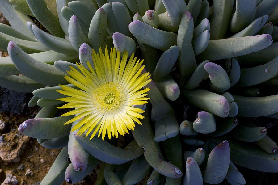 Cheiridopsis Denticulata Flower Photograph by Bob Gibbons - Fine Art ...