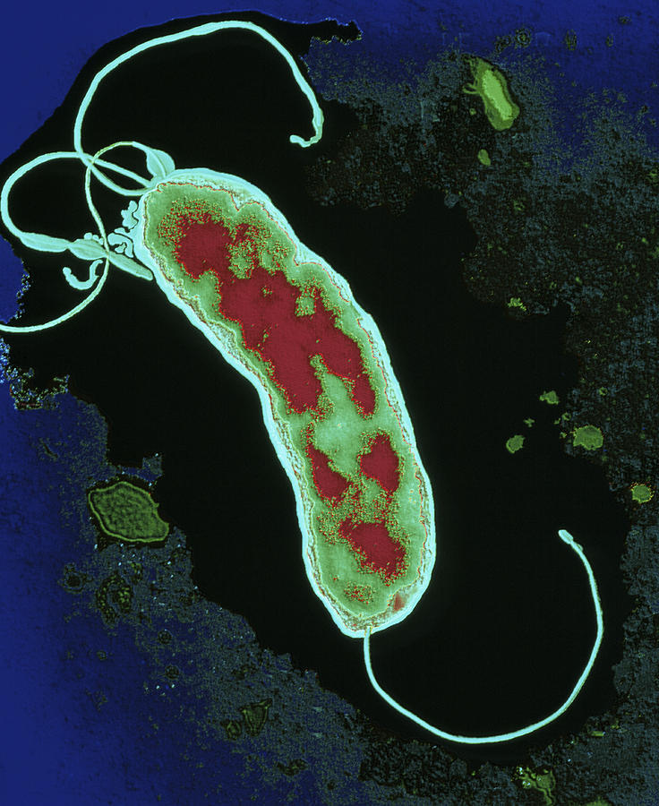 Helicobacter Pylori Photograph - Chelicobacter Pylori Bacterium by Dr Linda Stannard, Uct
